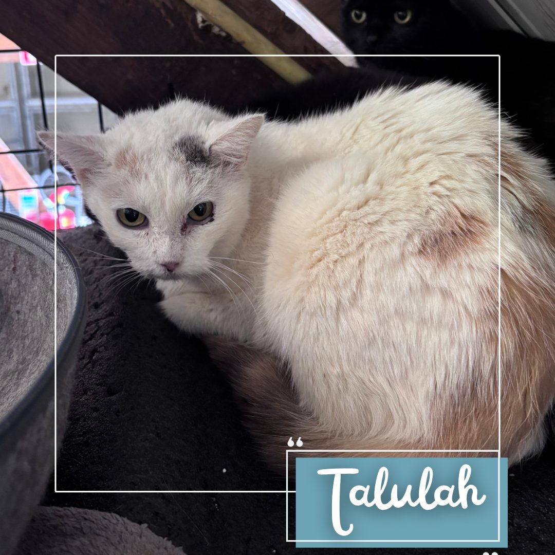 Talulah