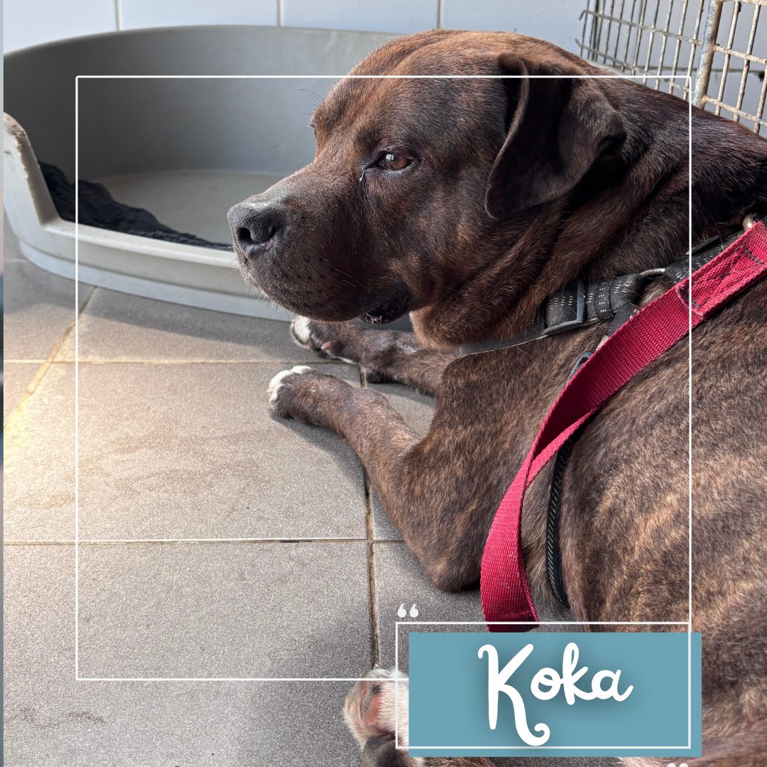 Koka