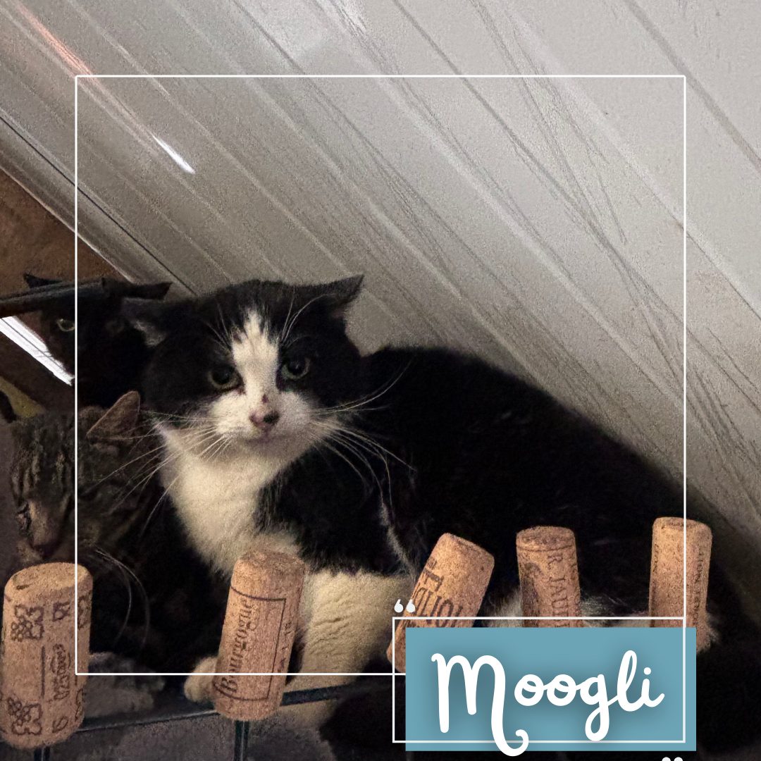 Moogli