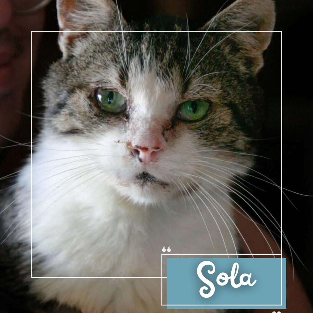 Sola