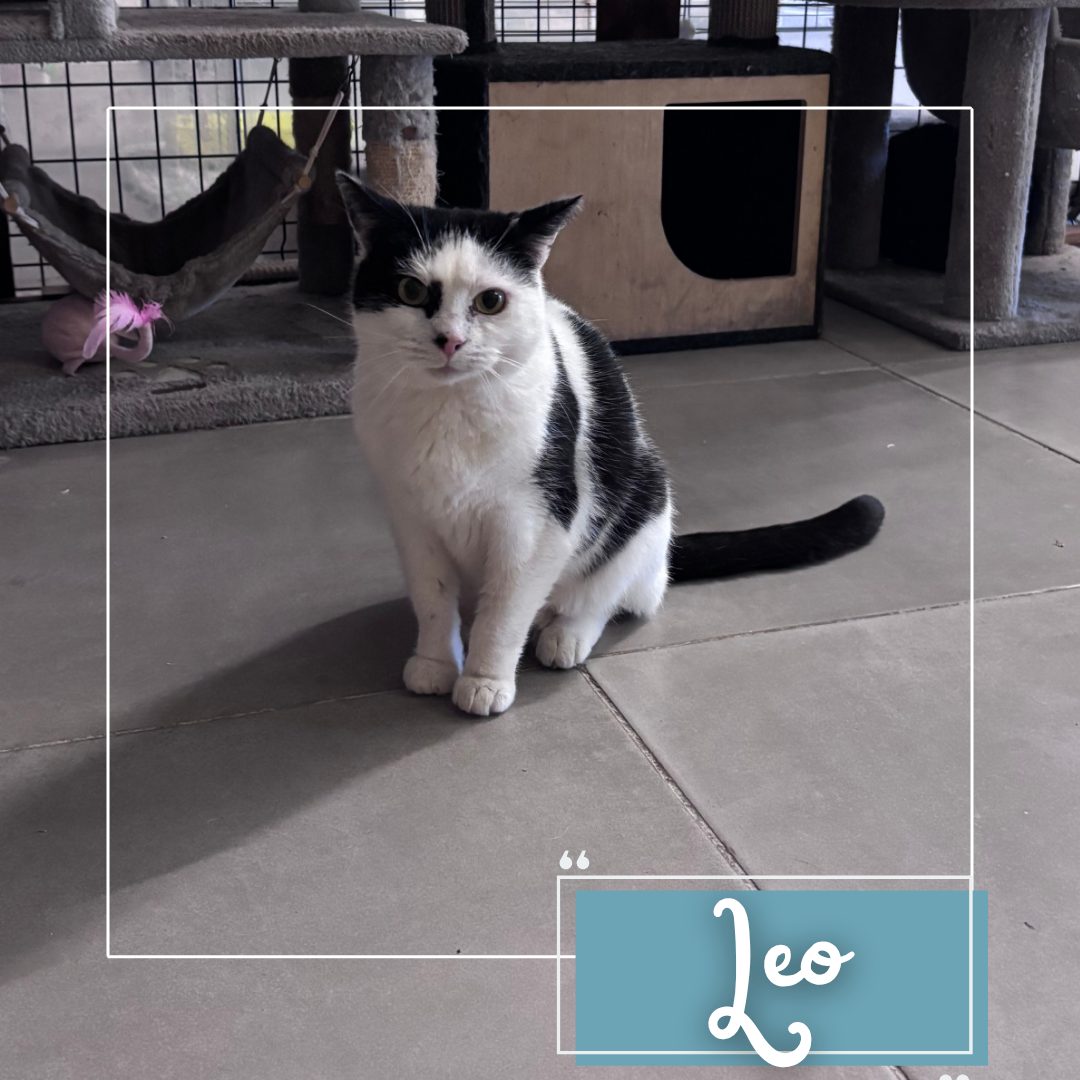 Léo
