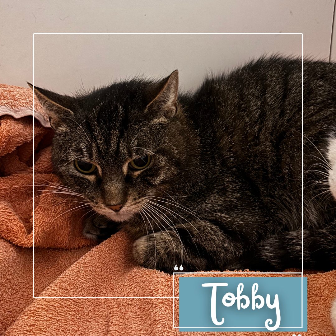 Tobby
