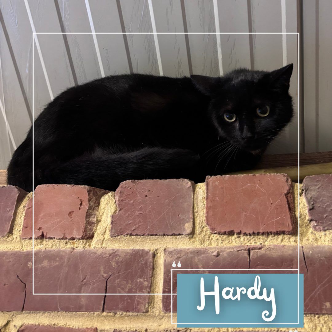 Hardy