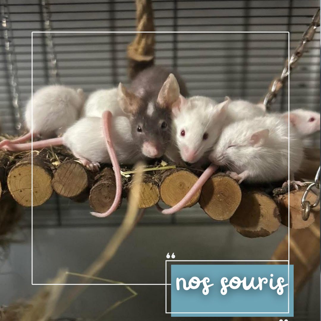 Nos souris