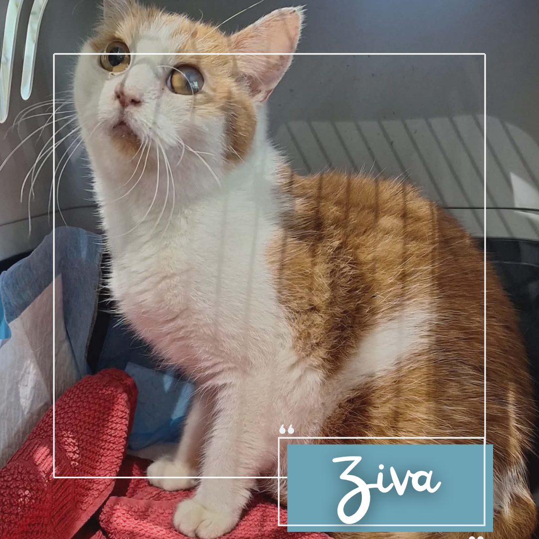 Ziva