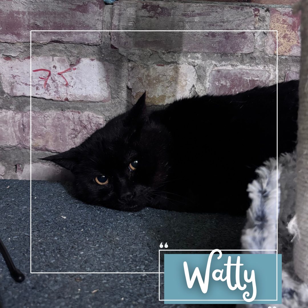 Watty